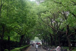 Fudan University Boulevard